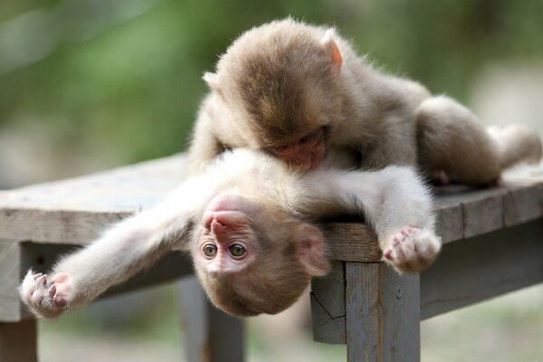 Monos lindos se cuidan unos a otros