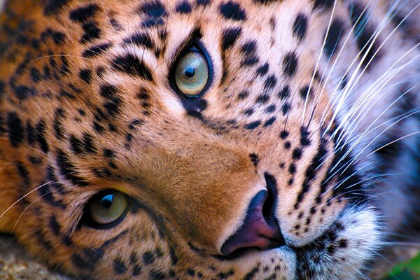 Wildlife animal, leopard face