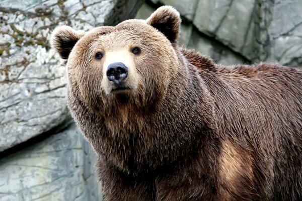 Photo of a bear on a rock background