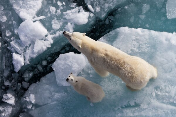 Der Eisbär und die globale Erwärmung