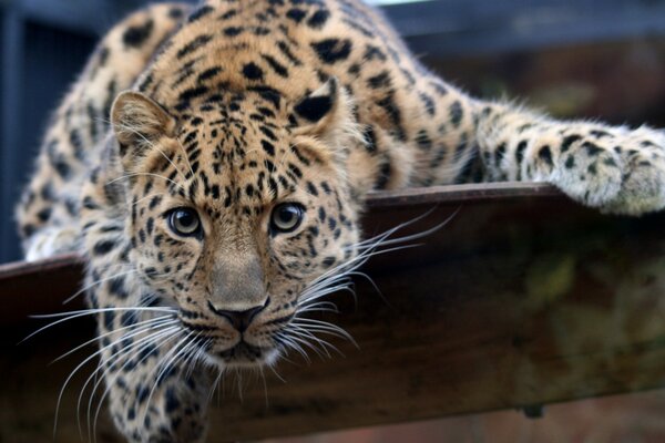 Leopard. Katze. Tiere. Die Natur