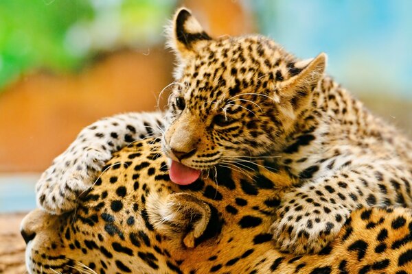 Ein Leopard mit Mama. Helle Farben