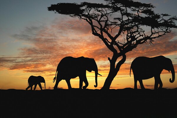 Silhuetas de elefantes ao pôr do sol. Árvore