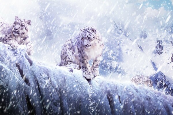 White leopards on cold snow