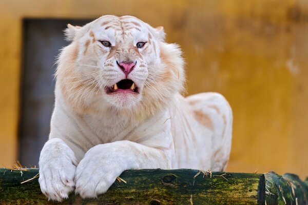 Unusual cats in the wild