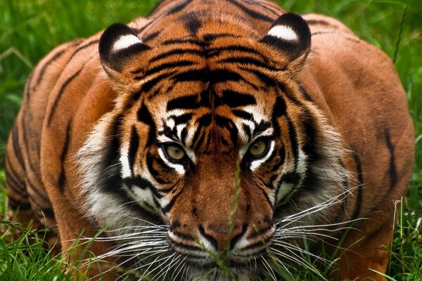 Animales salvajes. Tigre depredador