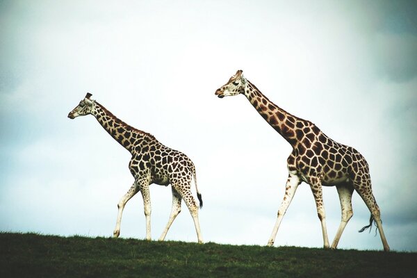 Couple de girafes dans la nature