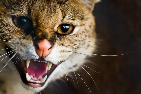 Il gatto mostra il suo carattere