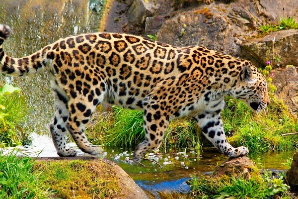 A leopard walks across a stream