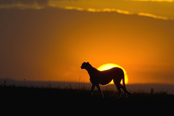 Graceful animal on the background of sunset