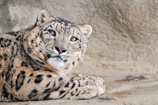 El leopardo de ojos azules yace sobre una piedra