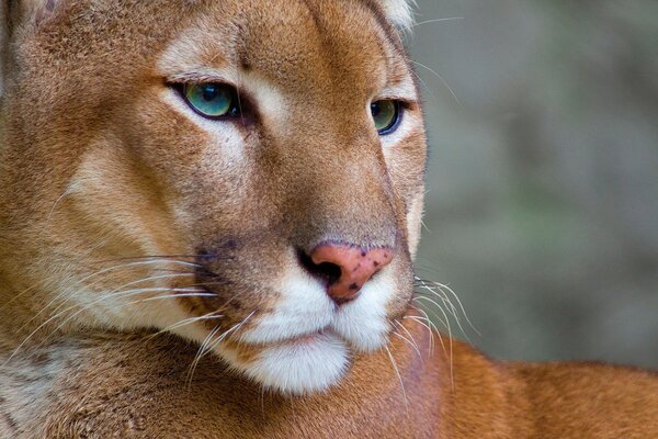 Löwin mit grünen Augen in freier Wildbahn