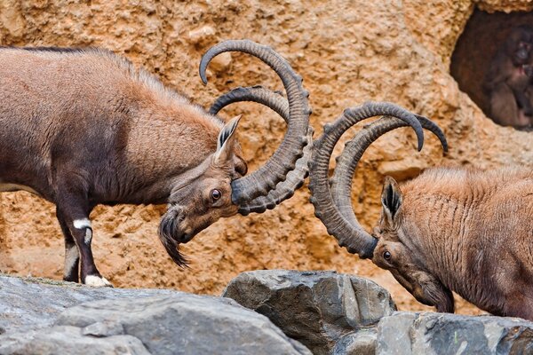 Fighting mountain sheep in the wild