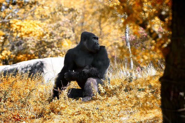 Scimmia nel parco in autunno