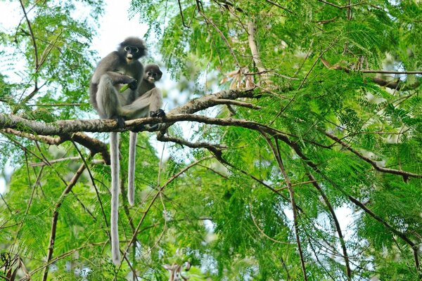 Monkeys are sitting high up in a tree