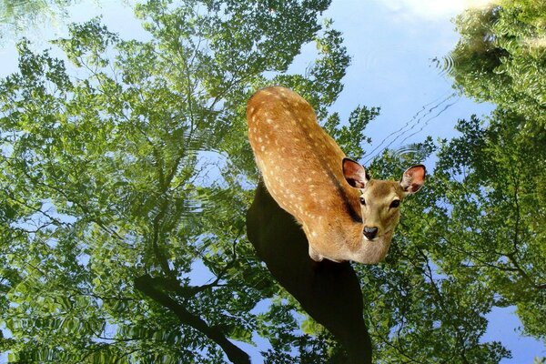 Il Alce sta sull acqua che riflette gli alberi