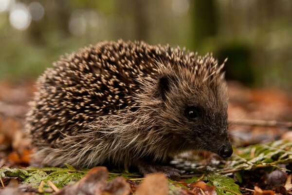 A small hedgehog in leaves