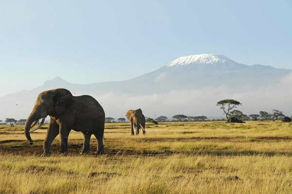 African elephants on a walk