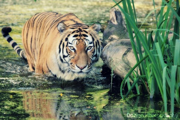 Alle Wildtiere in einem Tiger