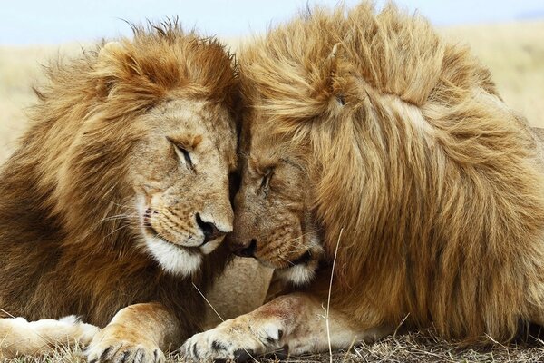 Lion s love. Loyalty for life