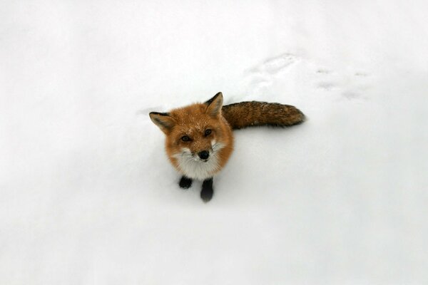 Chanterelle in the warm snow. One