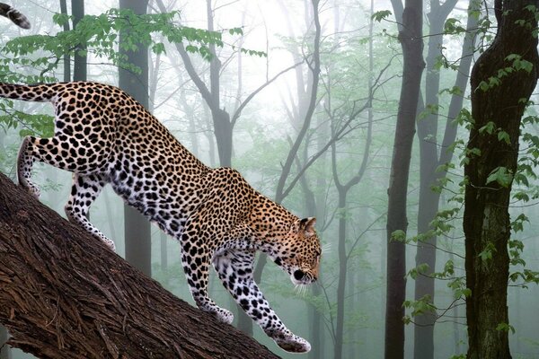 Leopard climbs the treetops