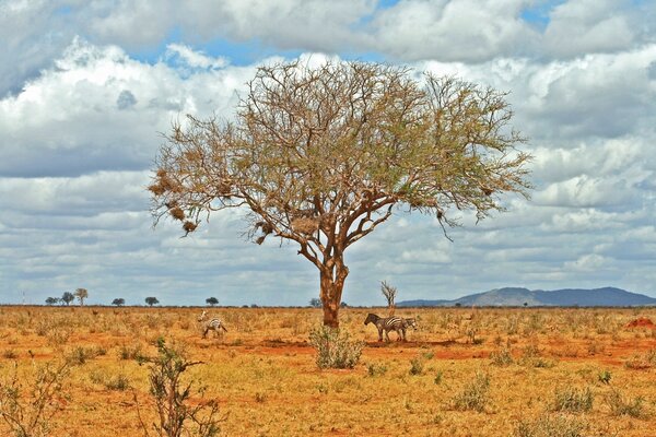 A painted tree in the desert