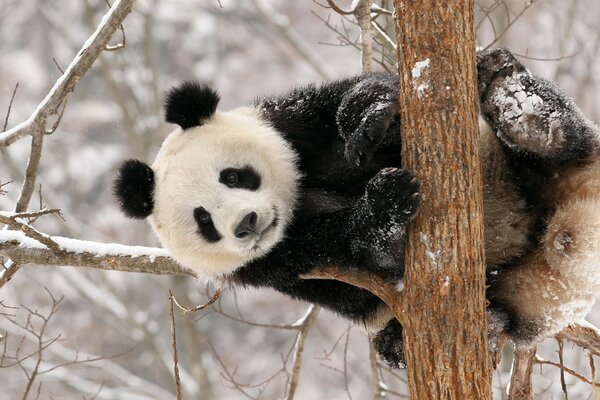 Im Winter ruht der Panda auf einem Baum