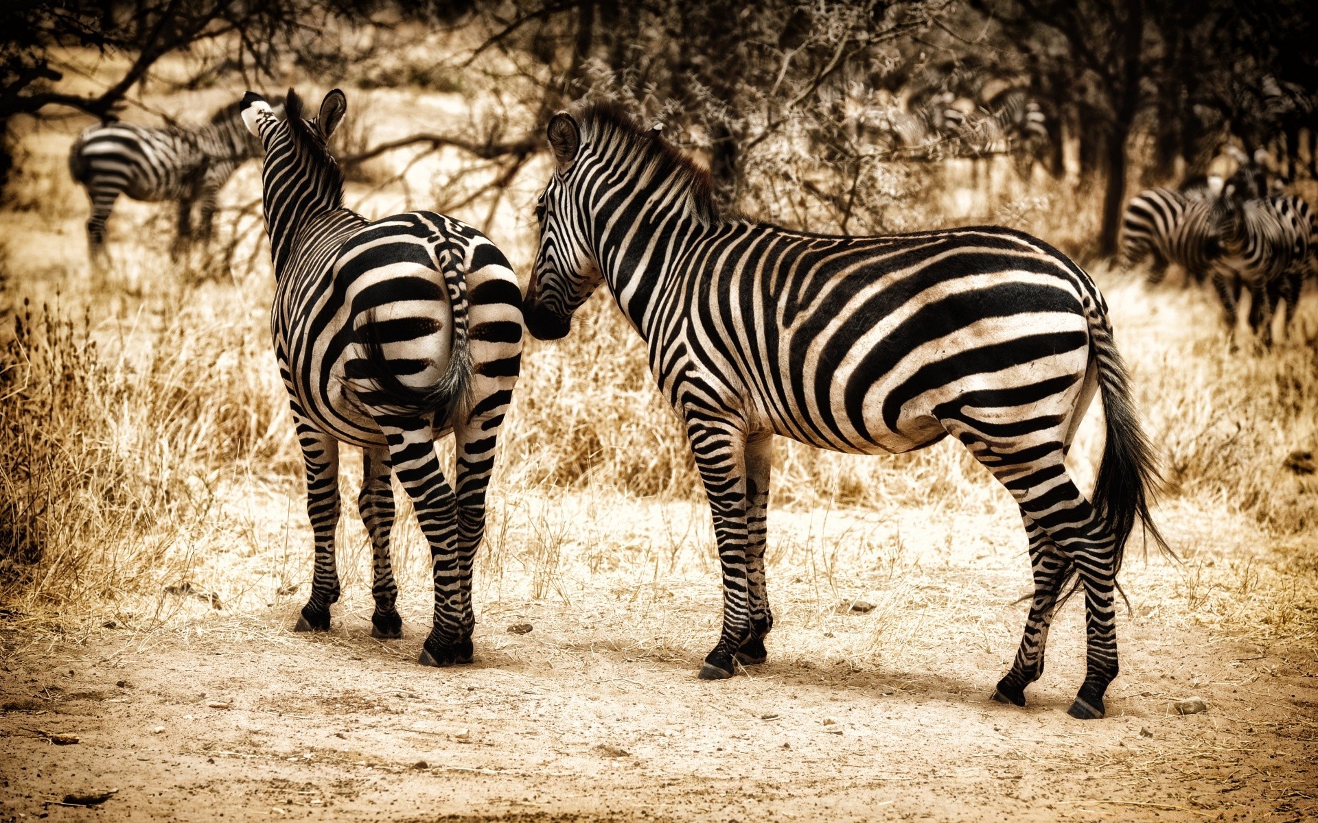 animali zebra safari allevamento di cavalli savana mammifero fauna selvatica erbivoro riserva selvaggio serengeti striscia natura animale mane zoo kruger parco mara