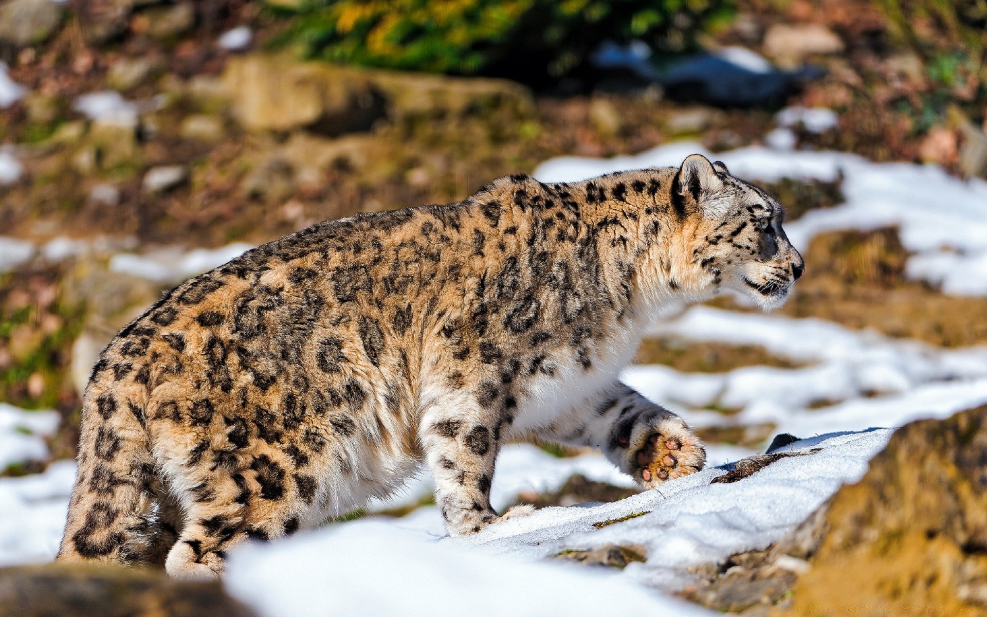 animales gato mamífero vida silvestre depredador naturaleza animal salvaje leopardo zoológico carnívoro grande piel cazador tigre retrato al aire libre