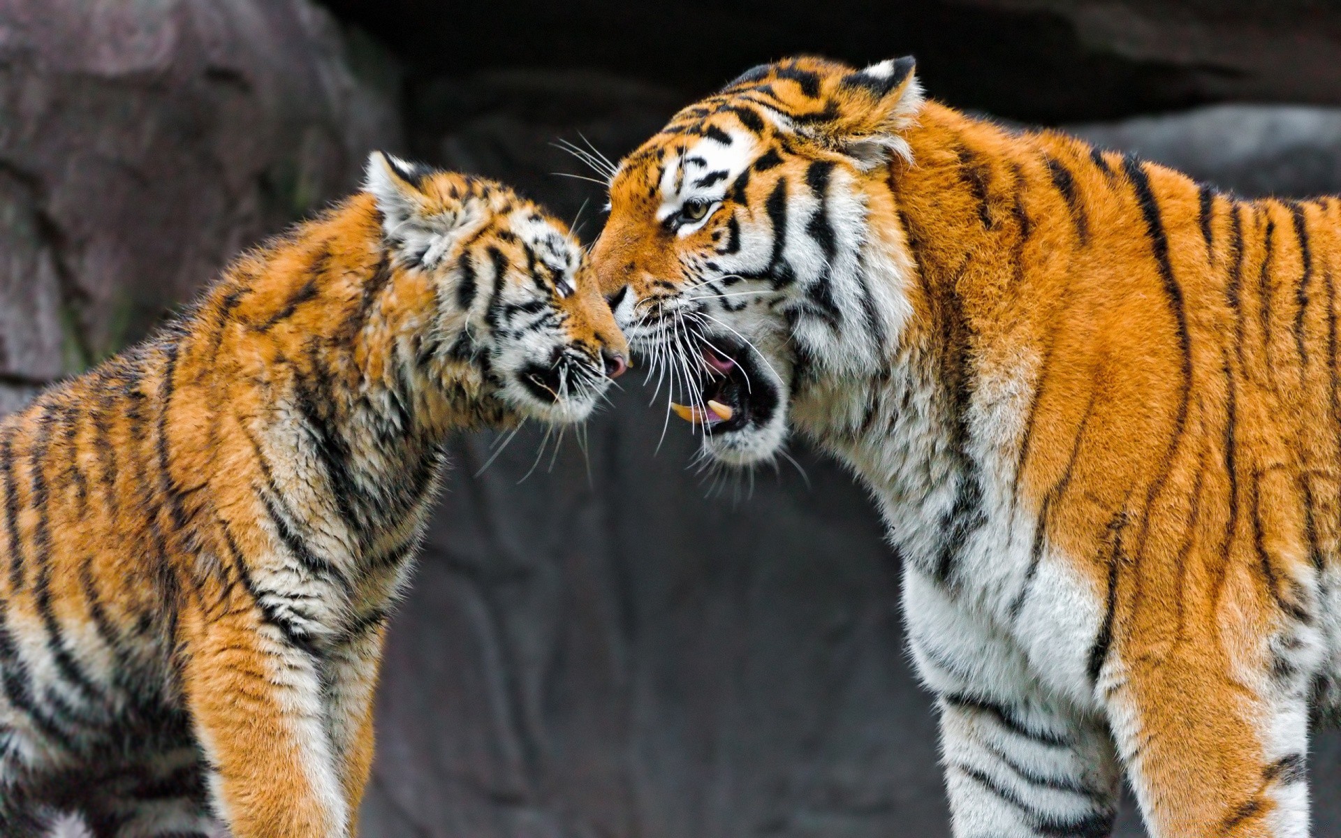 animaux chat tigre faune prédateur mammifère mangeur de viande chasseur danger sibérien animal à la recherche agression fourrure grand en colère zoo chasse bande tigris sauvage