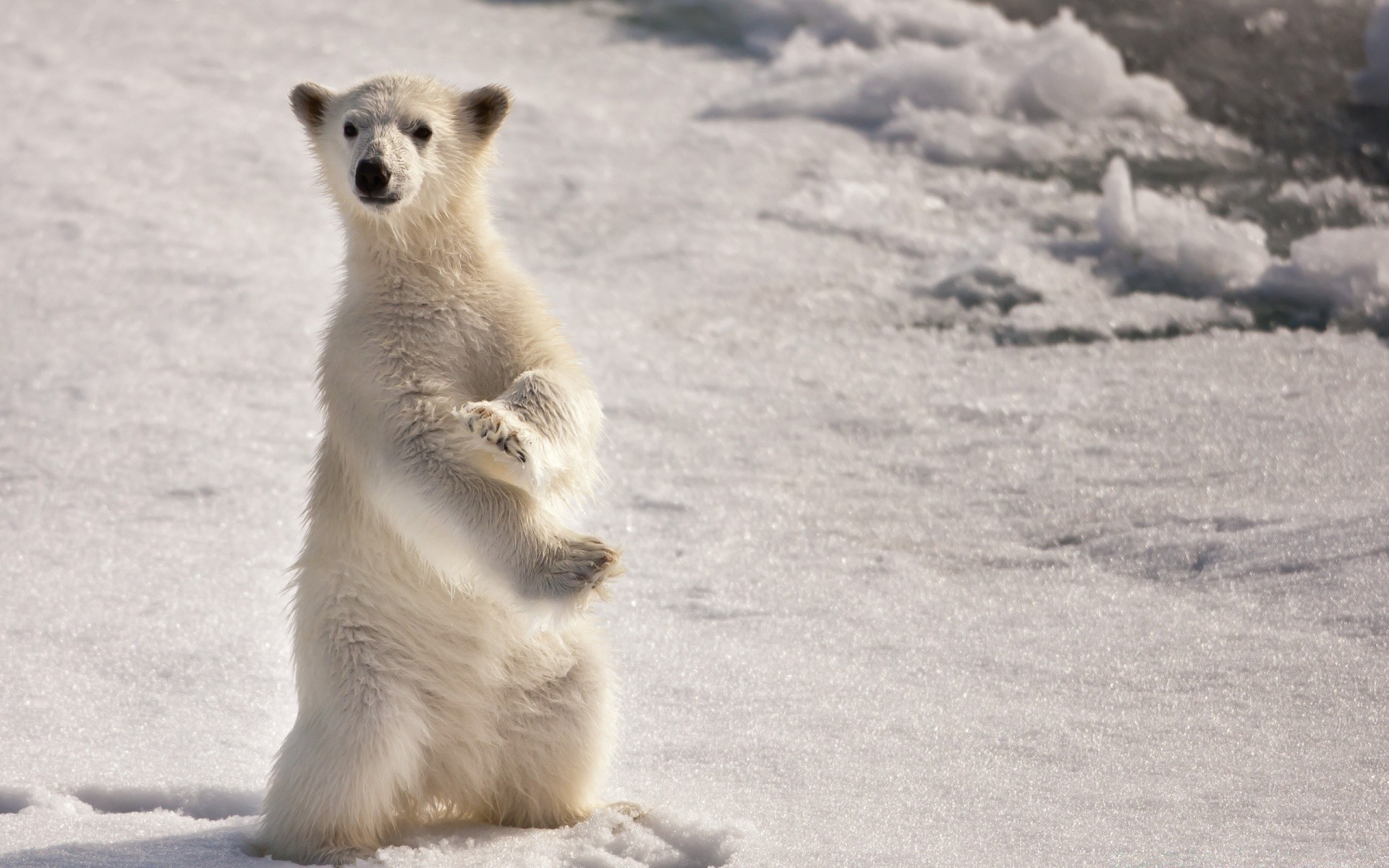 animaux givré neige mammifère hiver en plein air nature la faune glace