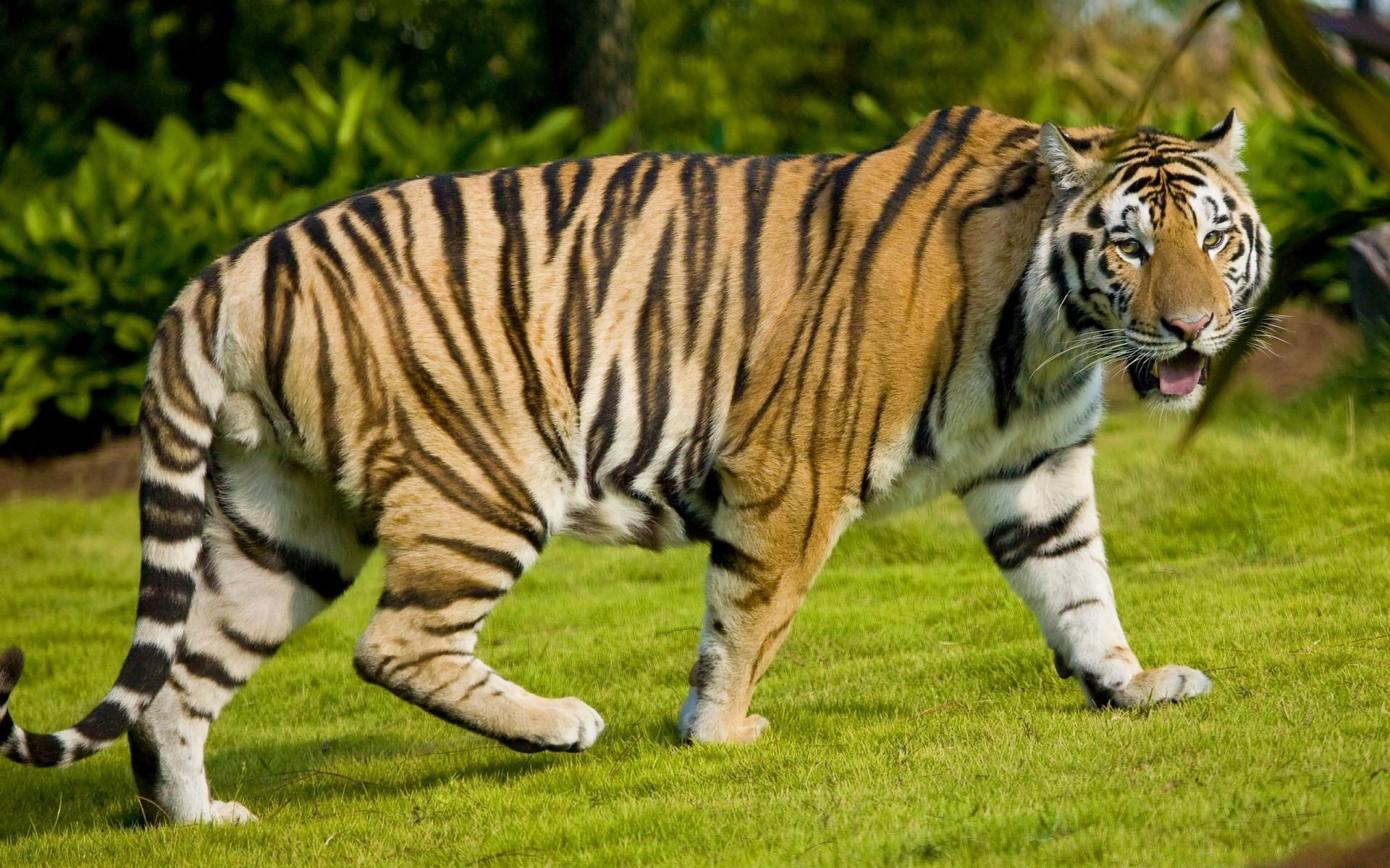 animales tigre vida silvestre mamífero animal gato zoológico selva safari piel raya salvaje depredador enojado