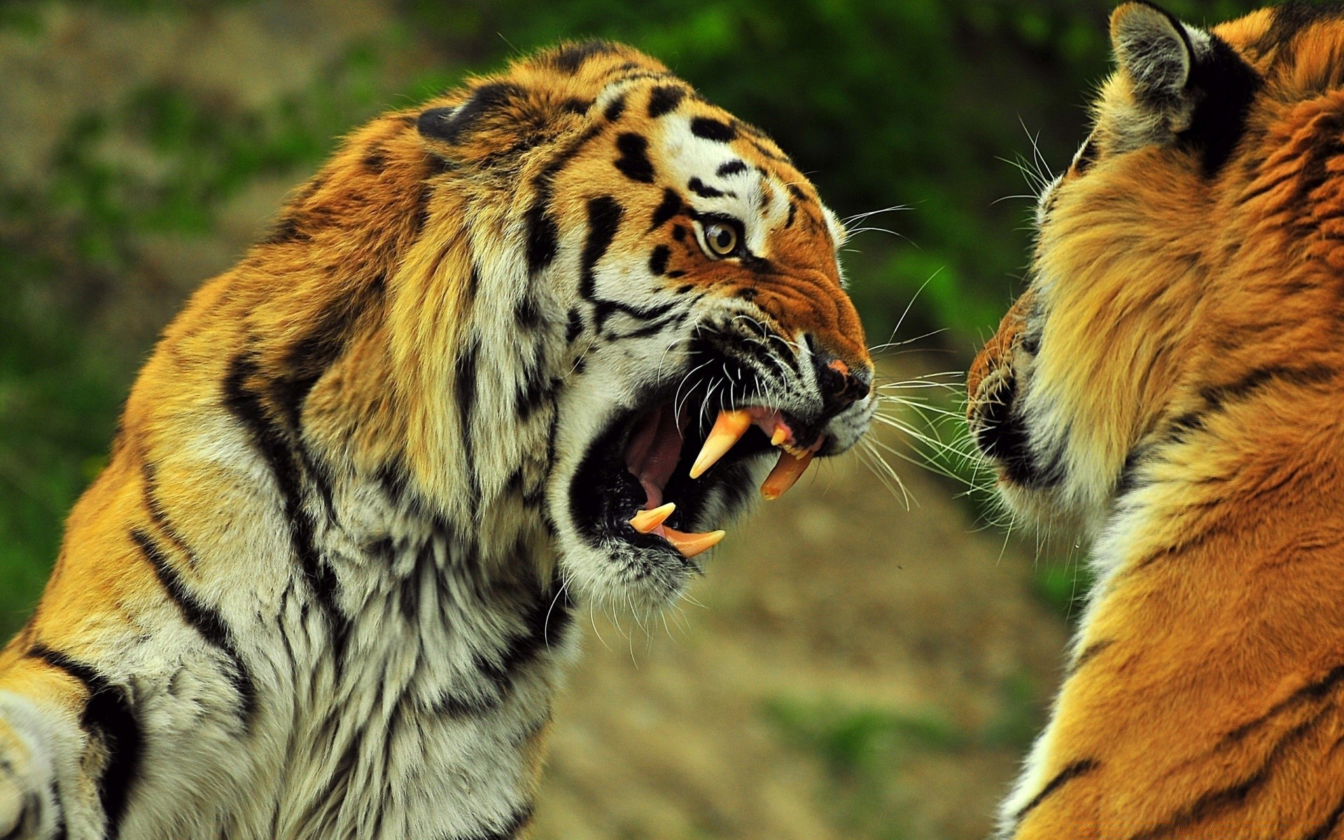 animaux chat tigre faune mammifère animal prédateur chasseur zoo fourrure sauvage mangeur de viande portrait chasse safari grand jungle nature danger bande sibérien