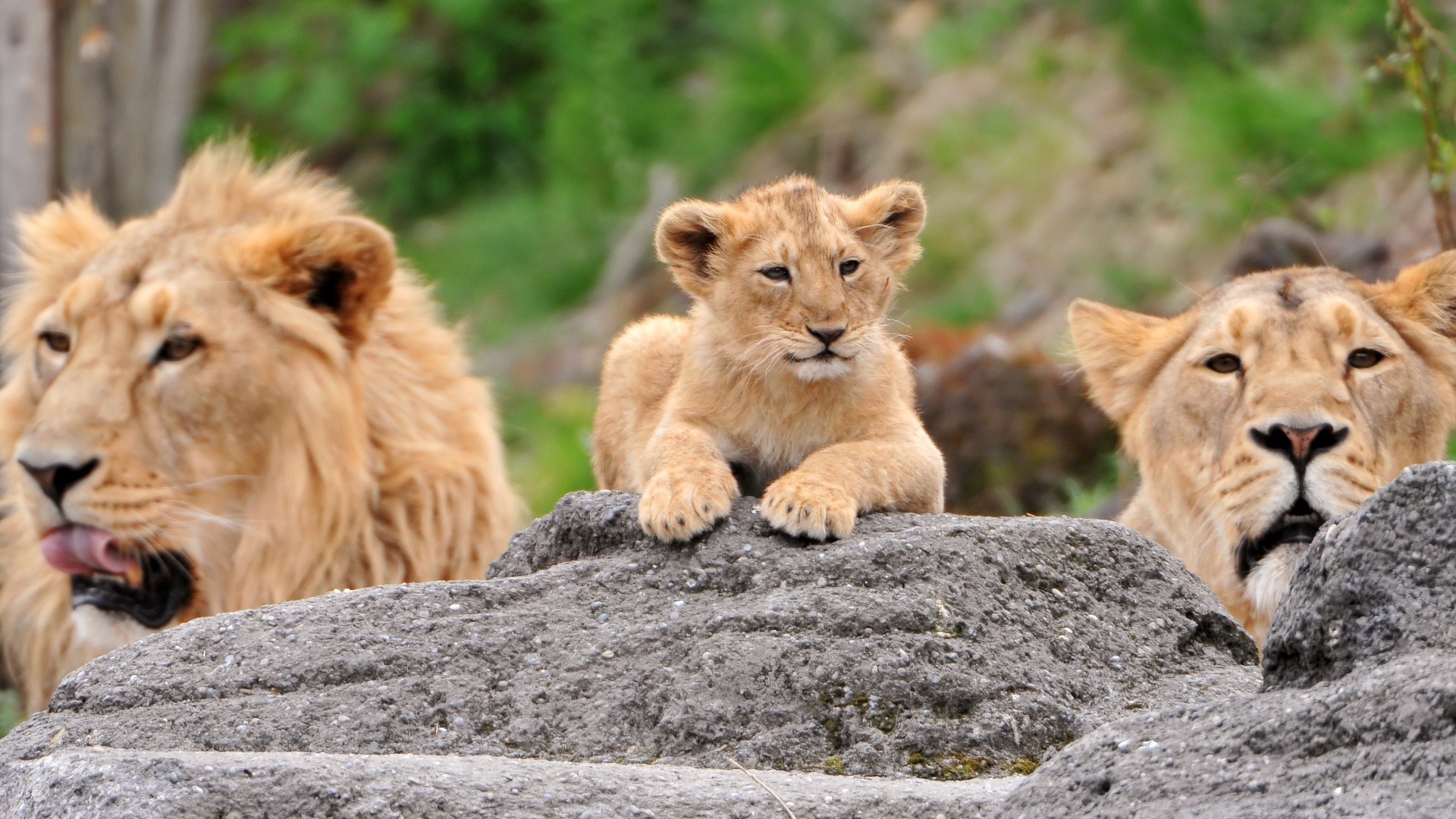 animais gato vida selvagem leão mamífero predador animal natureza selvagem comedor de carne safari pele caçador grama lobo jardim zoológico leoa grande perigo