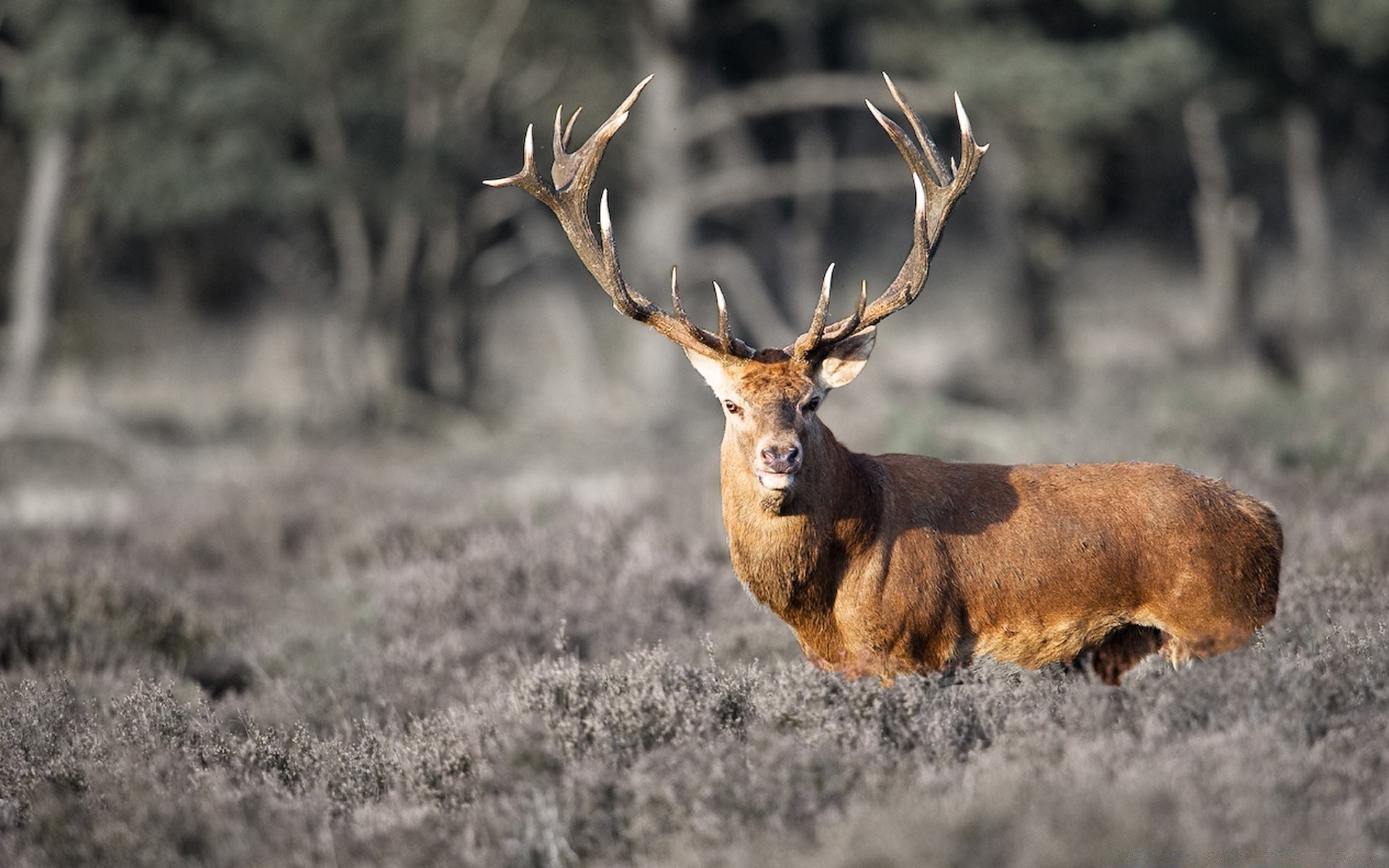 tiere hirsch säugetier tierwelt geweih natur tank wild tier junggesellenabschied gras holz