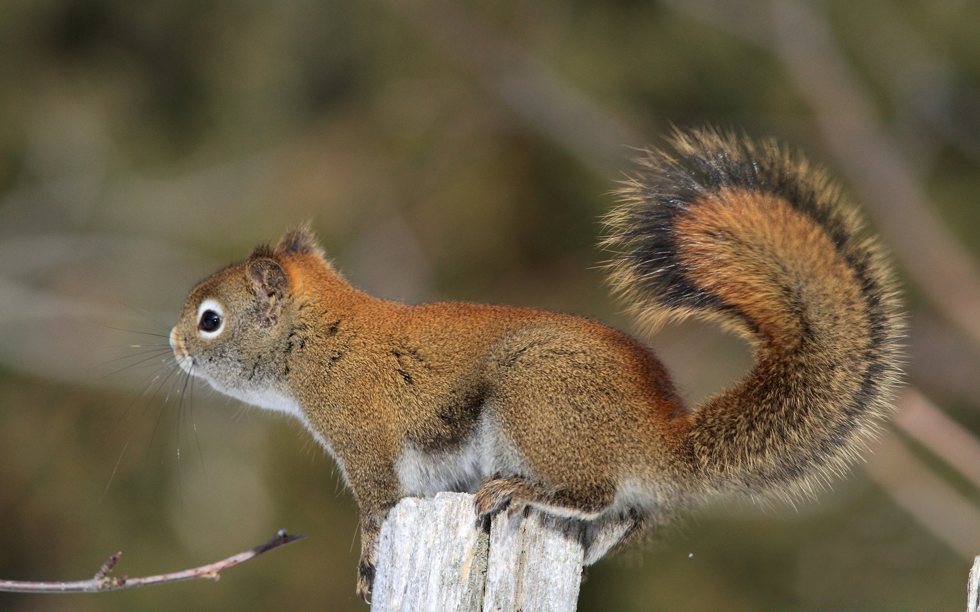 animals wildlife squirrel nature mammal outdoors animal rodent wild