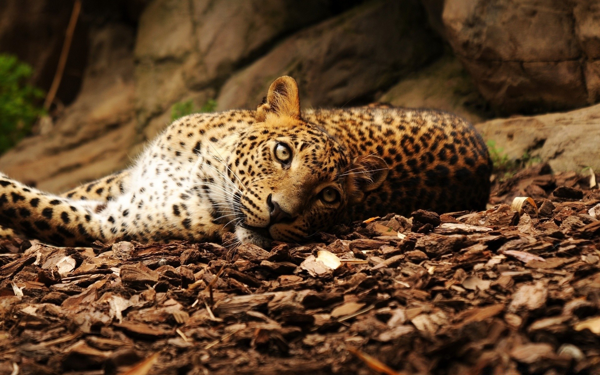 zwierzęta przyroda ssak kot lampart natura dziki zoo drapieżnik safari