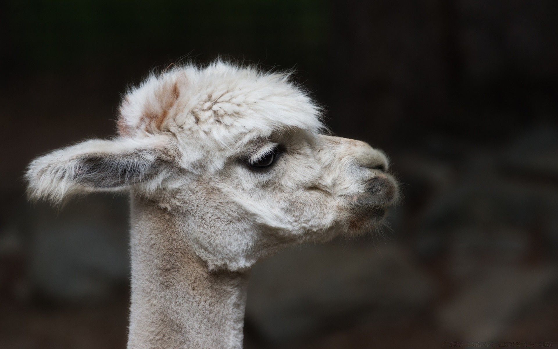 zwierzęta ssak futro dzika przyroda zwierzę słodkie natura portret wełna zoo lamy włosy głowa jeden lama dziki na zewnątrz alpaka widok puszysty