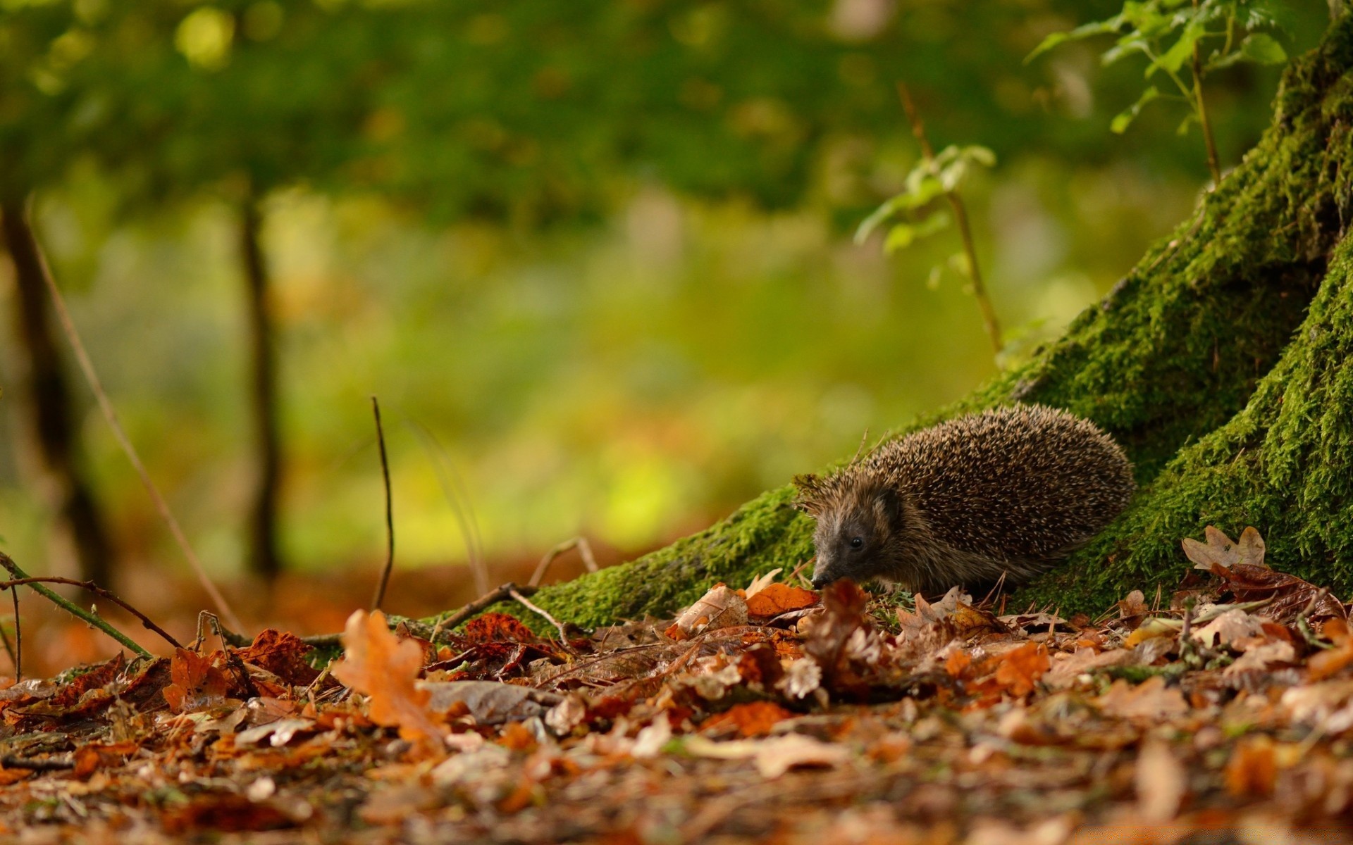 tiere blatt natur herbst holz holz im freien moos flora umwelt schließen saison wenig wild park land