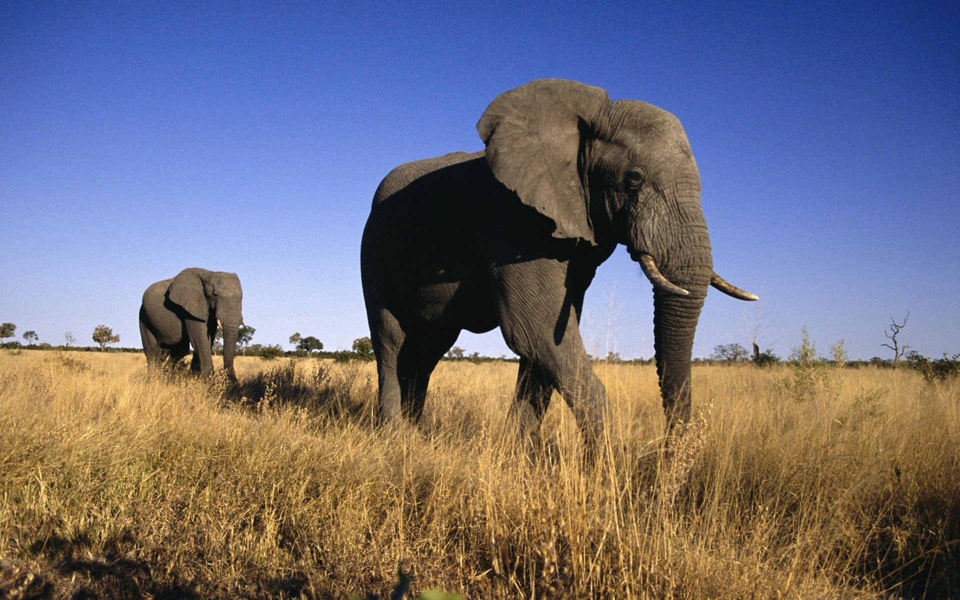 animals mammal elephant wildlife grassland grass outdoors safari landscape african elephant daylight