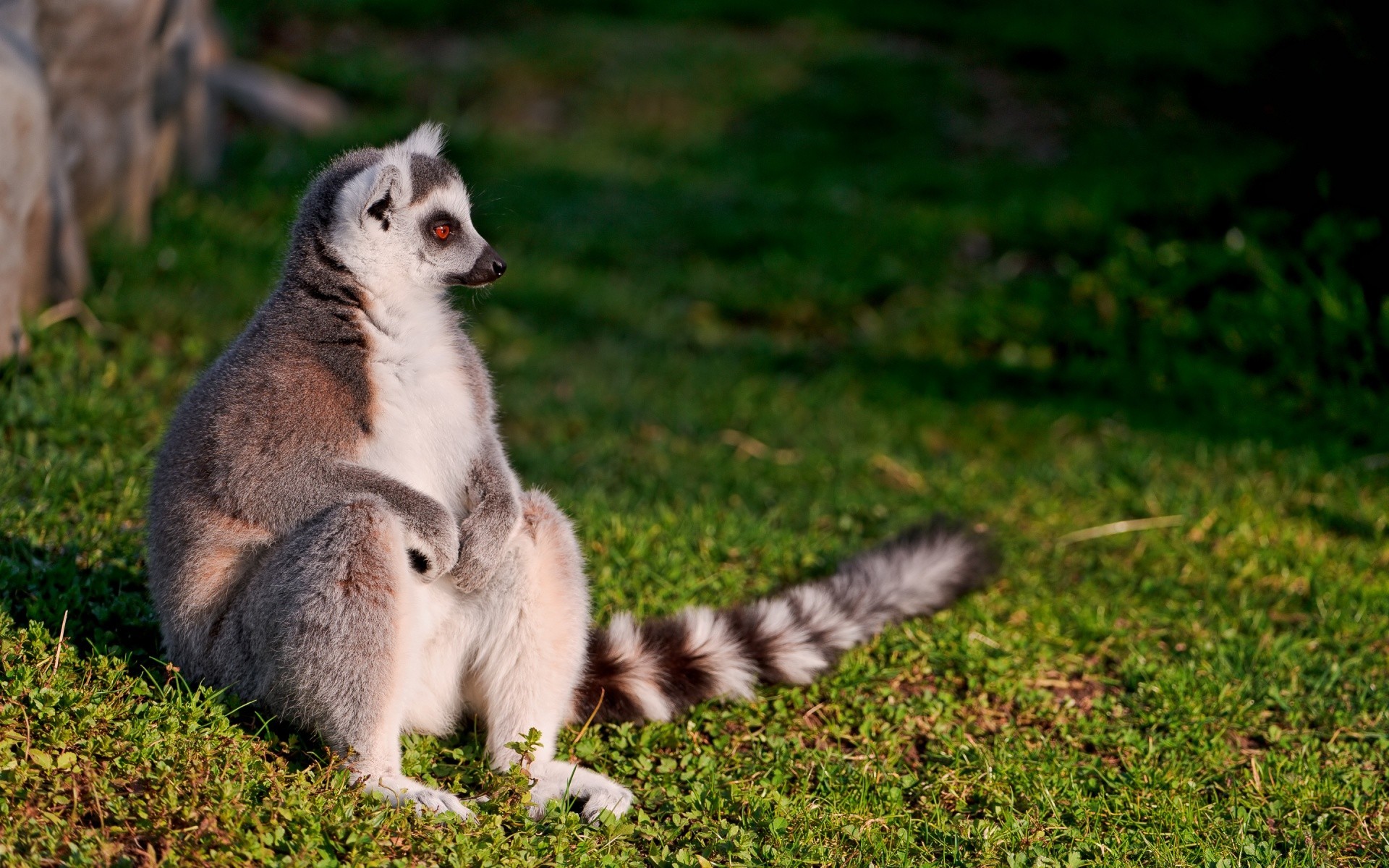 animali mammifero erba carino animale natura fauna selvatica all aperto ritratto grigio giovane vista pelliccia sedersi