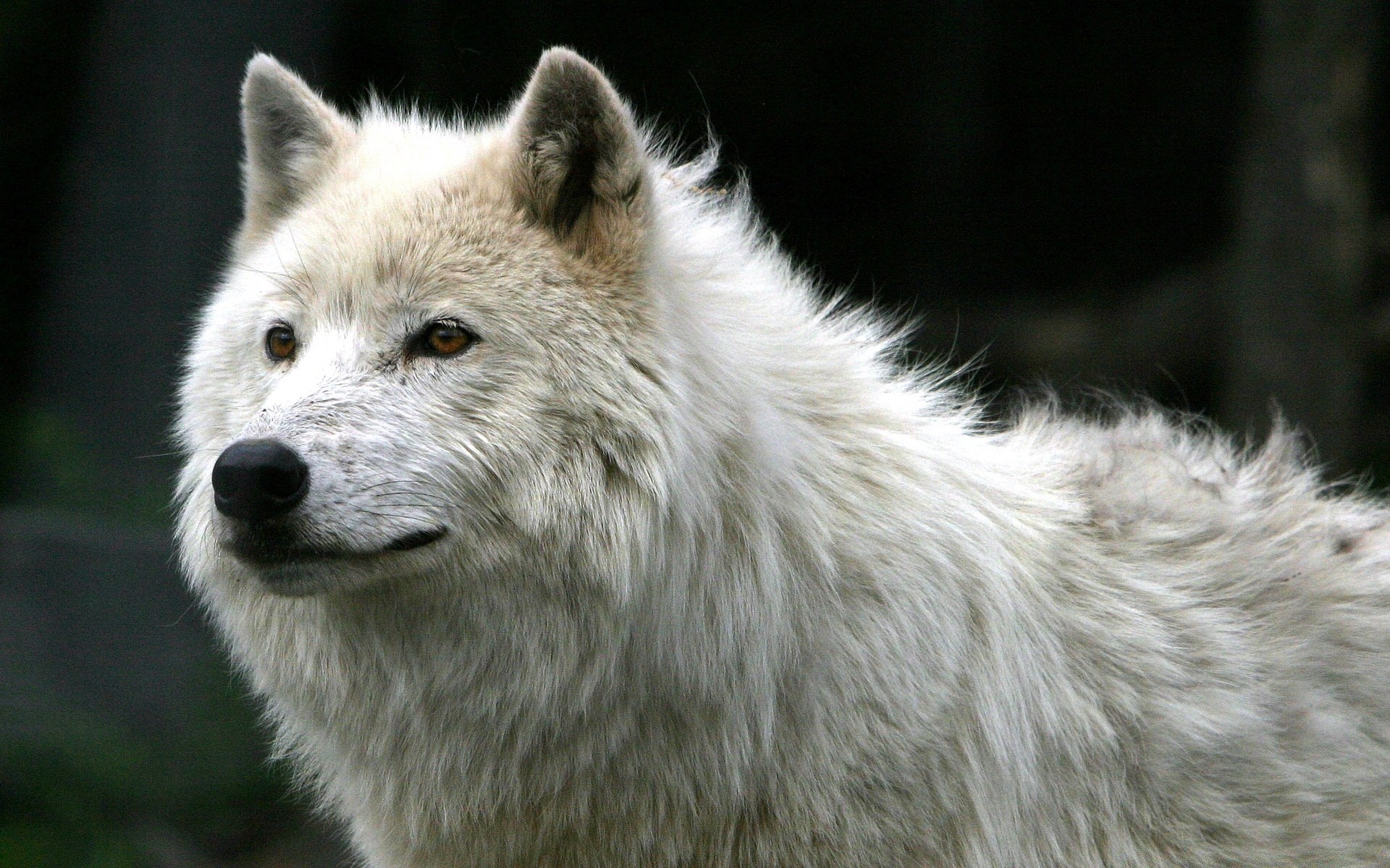 animais mamífero vida selvagem lobo predador natureza selvagem cinegrafista gelado animal pele jardim zoológico cão comedor de carne ao ar livre cinza retrato