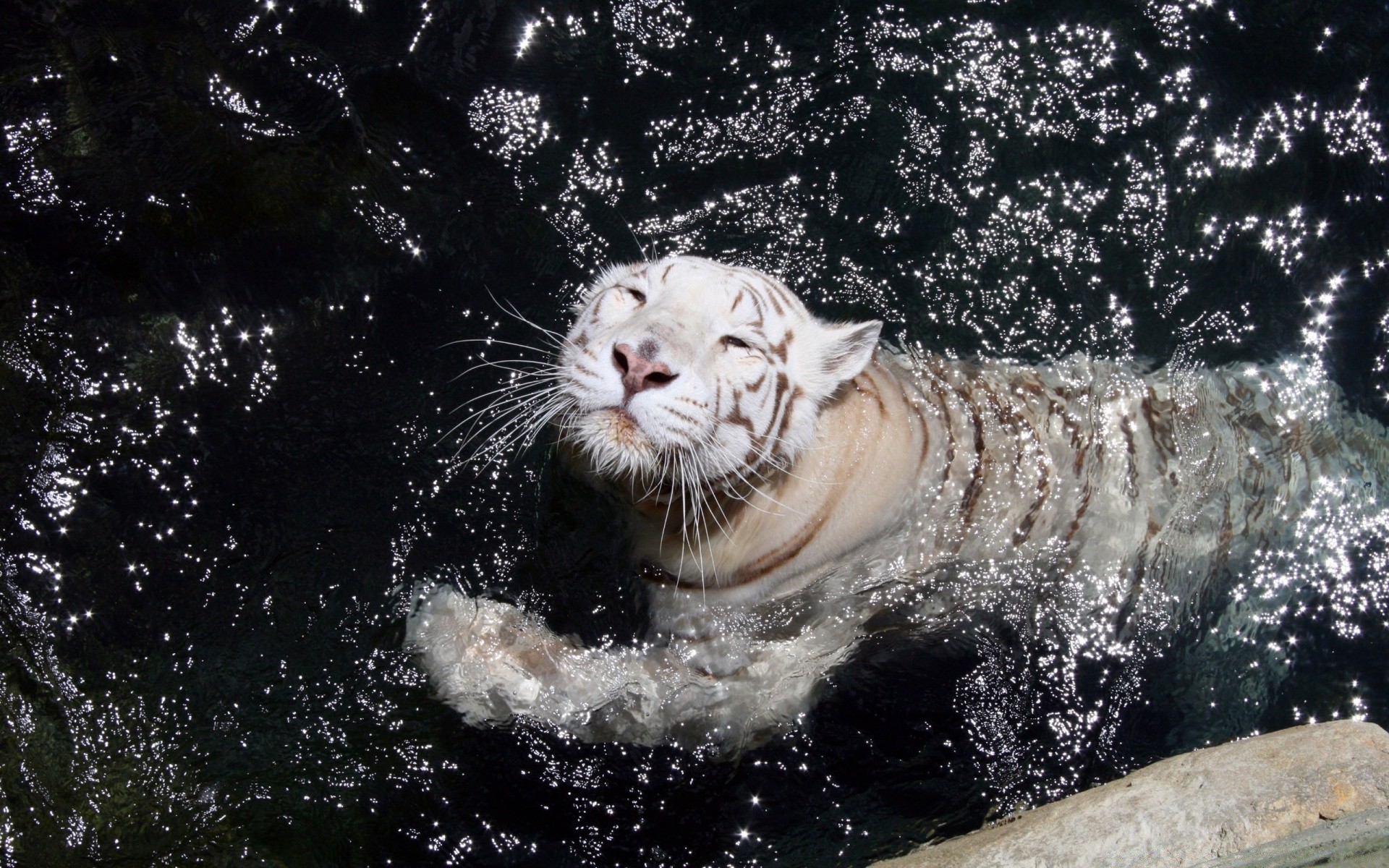 animais natureza mamífero vida selvagem água molhado selvagem animal