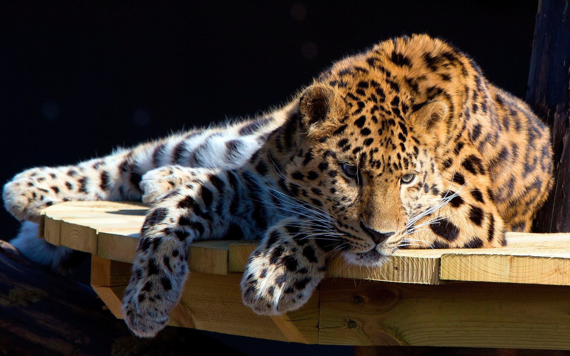 animaux chat mammifère faune léopard prédateur