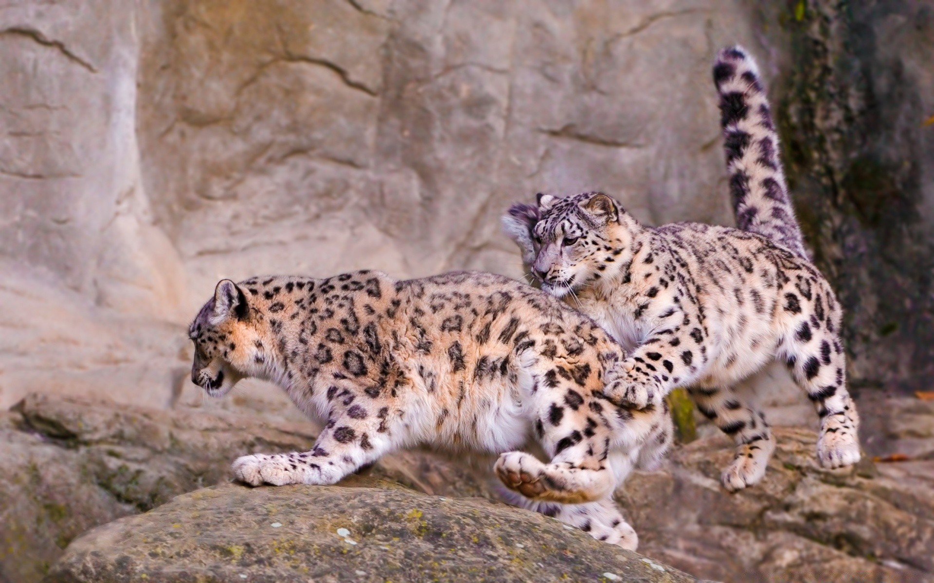 animales vida silvestre gato mamífero naturaleza salvaje leopardo animal depredador zoológico carnívoro piel al aire libre grande cazador safari