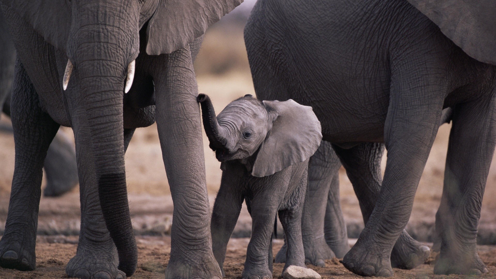 animals elephant mammal wildlife trunk strength group zoo outdoors park nature ivory