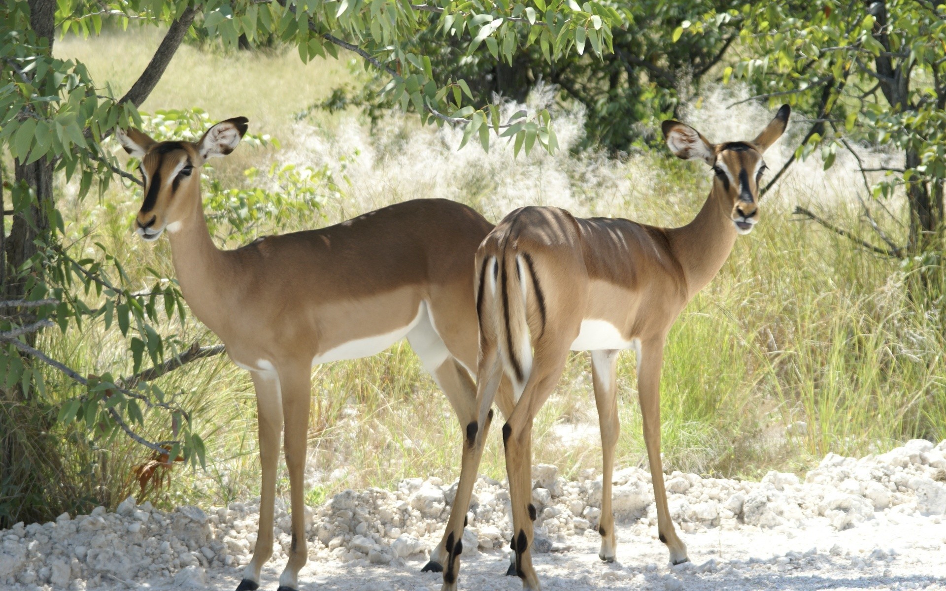 animaux antilope mammifère faune cerf impala safari gazelle sauvage nature herbivore savane animal réservoir réserve conservation herbe avertissement jeu