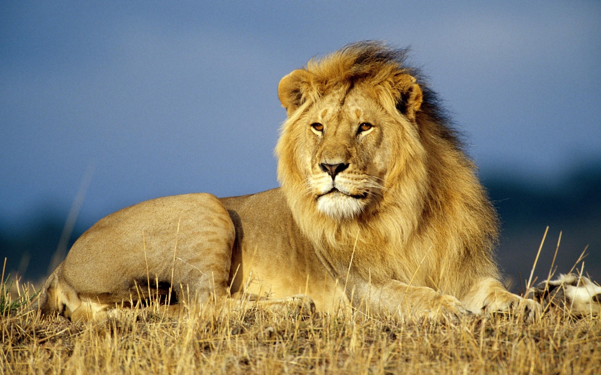 tiere katze löwe säugetier tierwelt raubtier safari tier löwin wild porträt natur fleischesser große katze