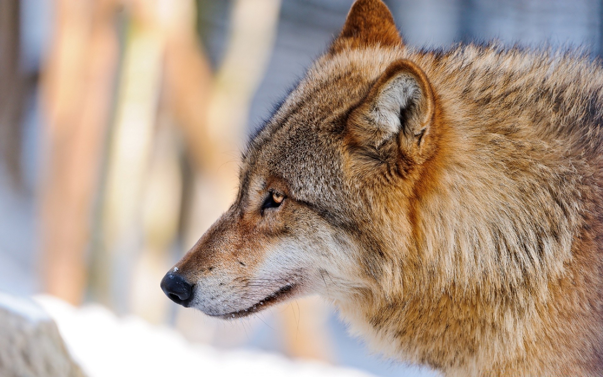 animales mamífero vida silvestre depredador animal salvaje perro piel lobo naturaleza zoológico retrato perro invierno ver carnívoro peludo madera ojo cazador